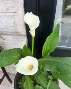 4 (4)